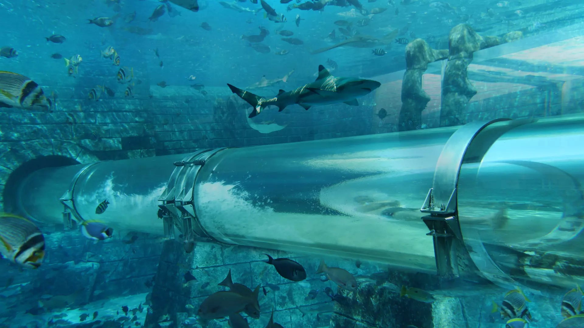 Underwater scene with a transparent tube-like structure and fish swimming around.